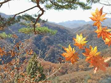 国泰君安林隆鹏：业绩验证期投资 要“脚踏实地”